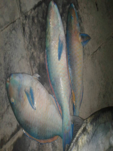 fish5